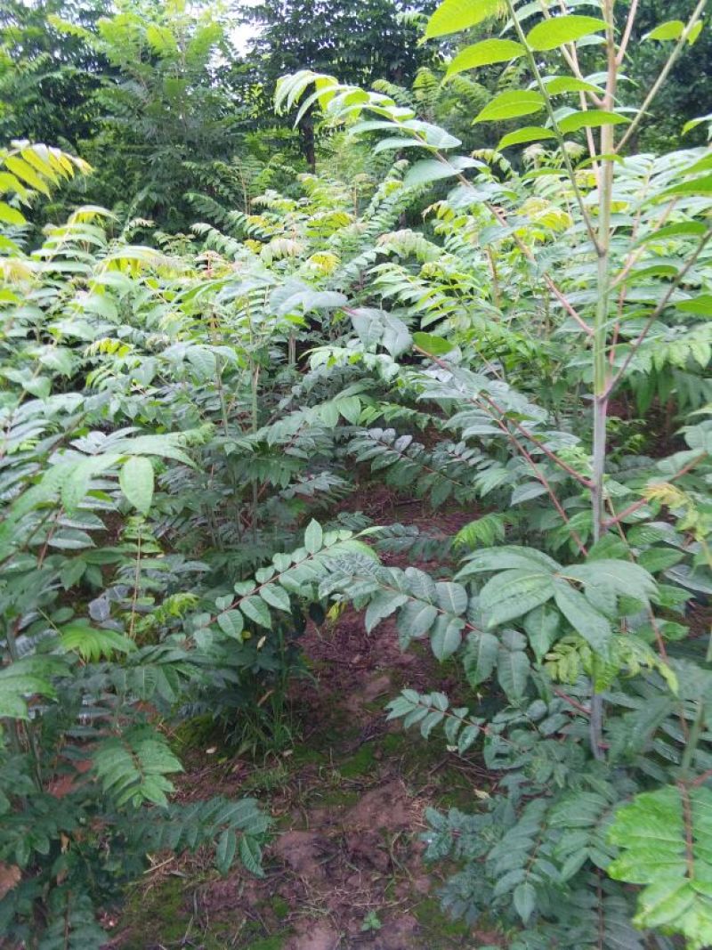 红油香椿树81~110cm