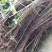 红油香椿树81~110cm
