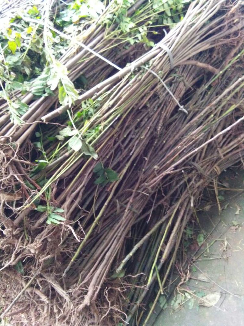 红油香椿树81~110cm