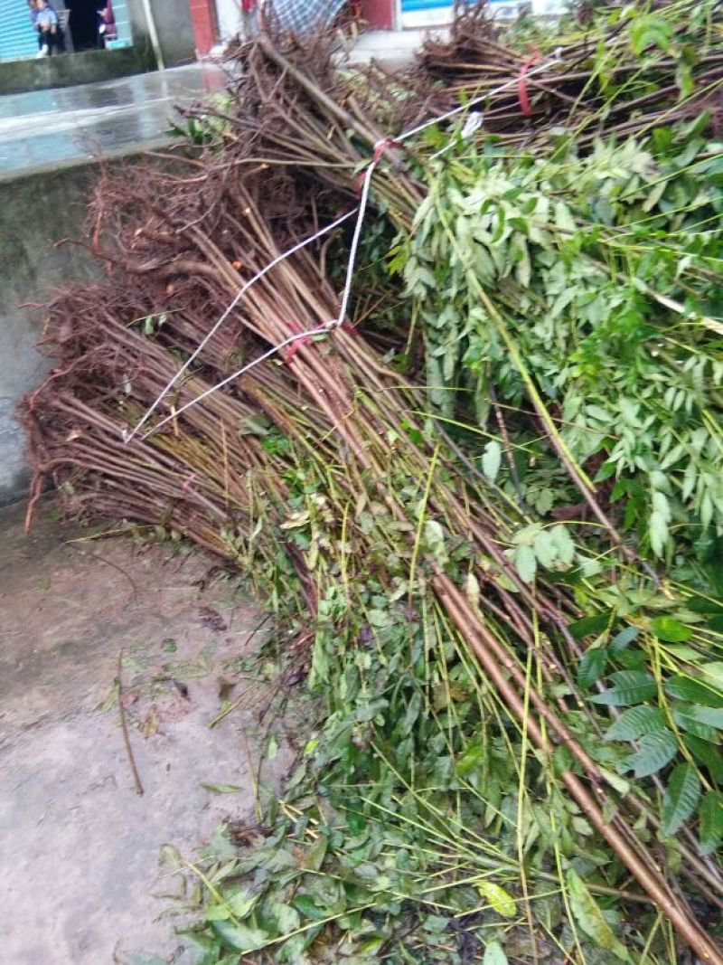 红油香椿树81~110cm