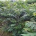 红油香椿树81~110cm