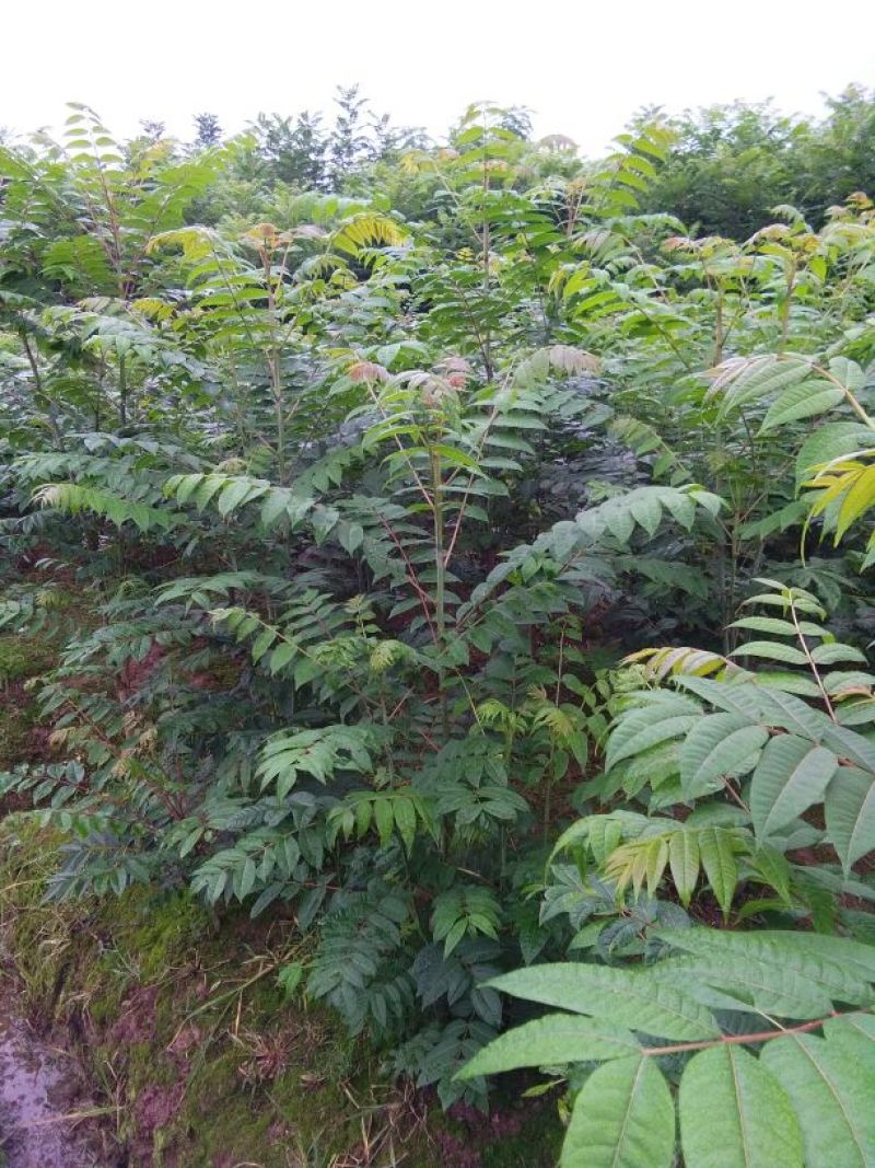 红油香椿树81~110cm