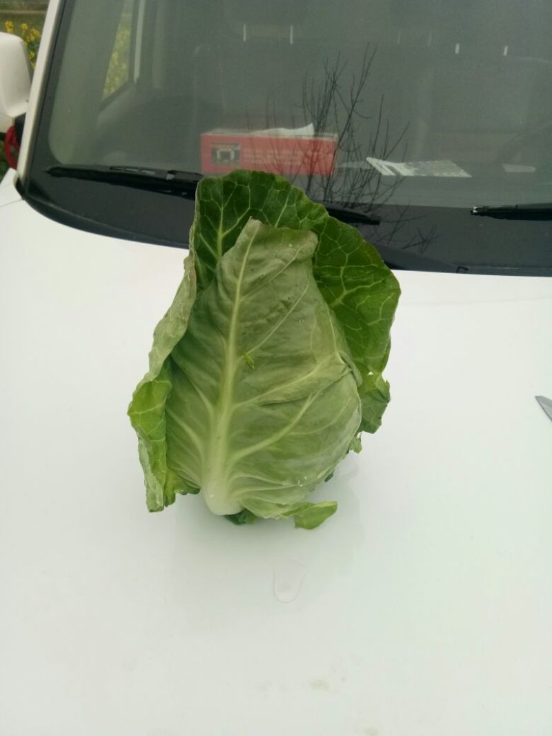 精品扁包菜湖北甘蓝，基地直发，圆包菜，产地直供
