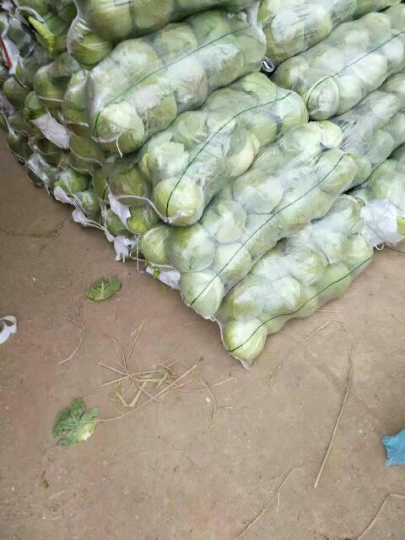 精品扁包菜湖北甘蓝，基地直发，圆包菜，产地直供