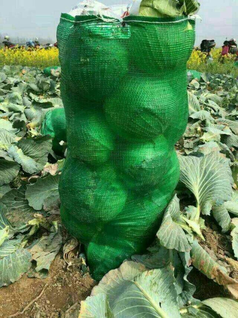 精品扁包菜湖北甘蓝，基地直发，圆包菜，产地直供