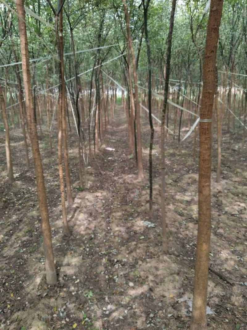 【老国槐】树形好，标准定杆，尺寸全，大量有货