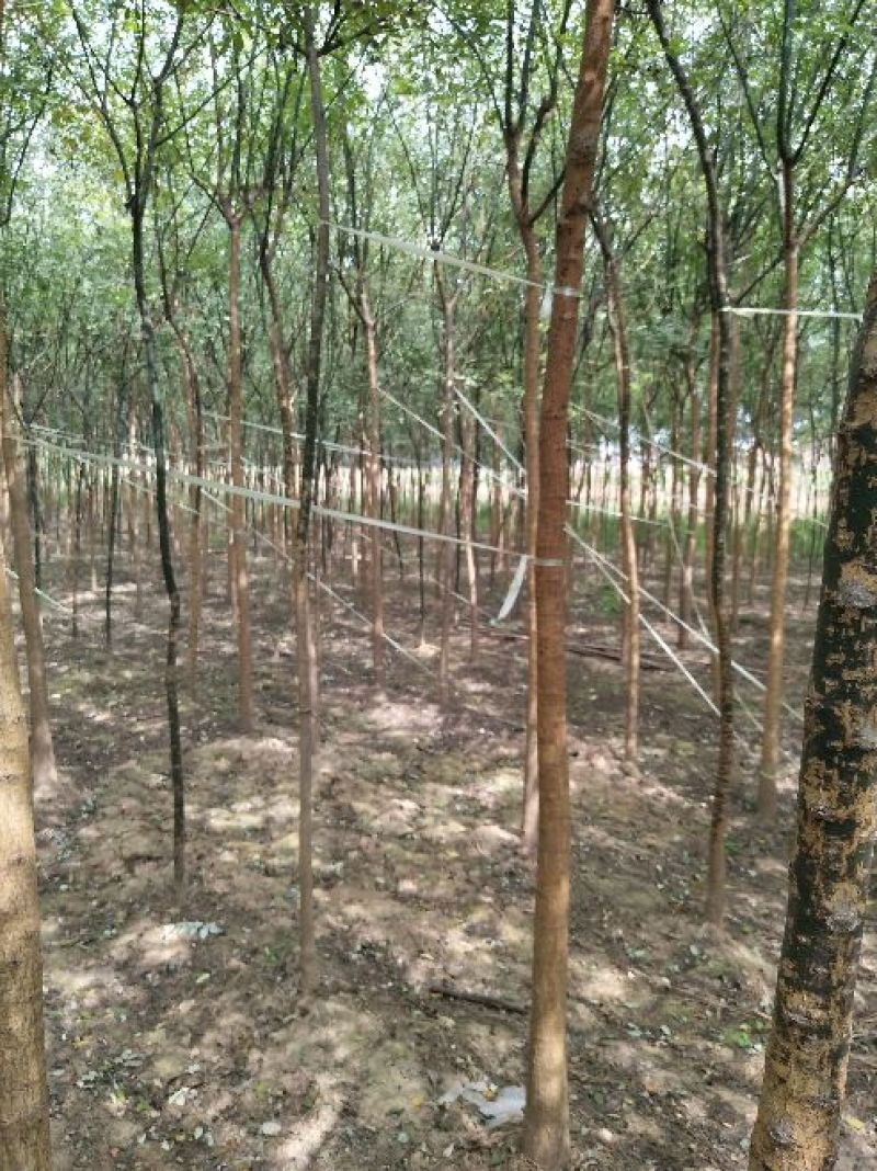 【老国槐】树形好，标准定杆，尺寸全，大量有货