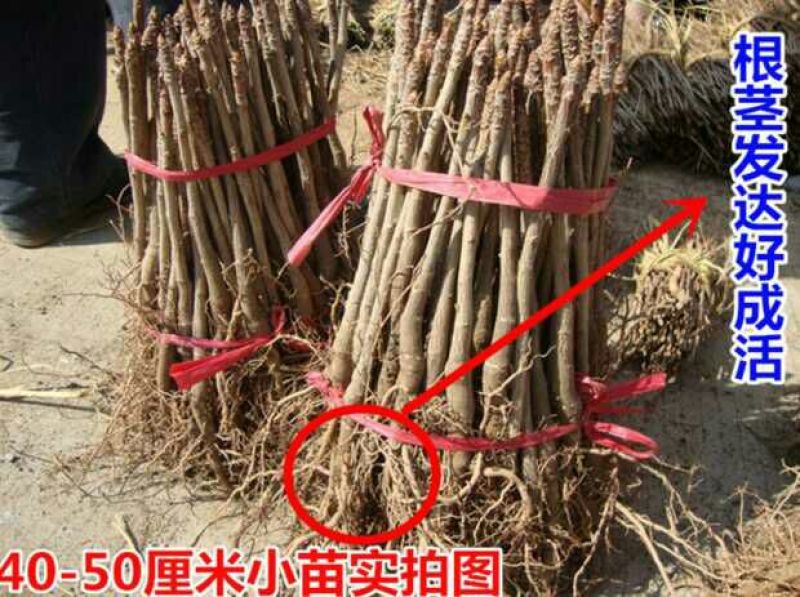 银杏树银杏白果苗高50公分