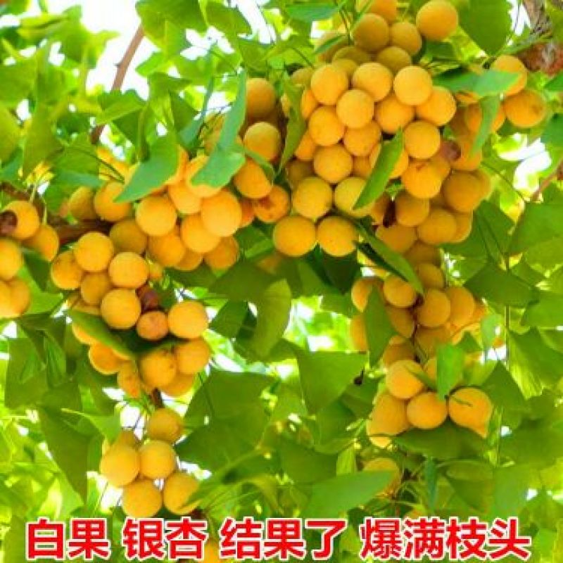银杏树银杏白果苗高50公分