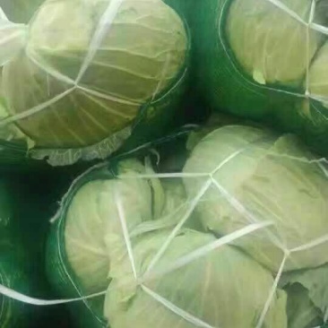 实力货源湖北甘蓝，扁包菜铁头包菜，产地直发进店咨询