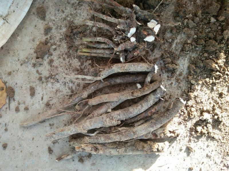 白芍苗子赤芍苗子规格齐全基地直供包回收