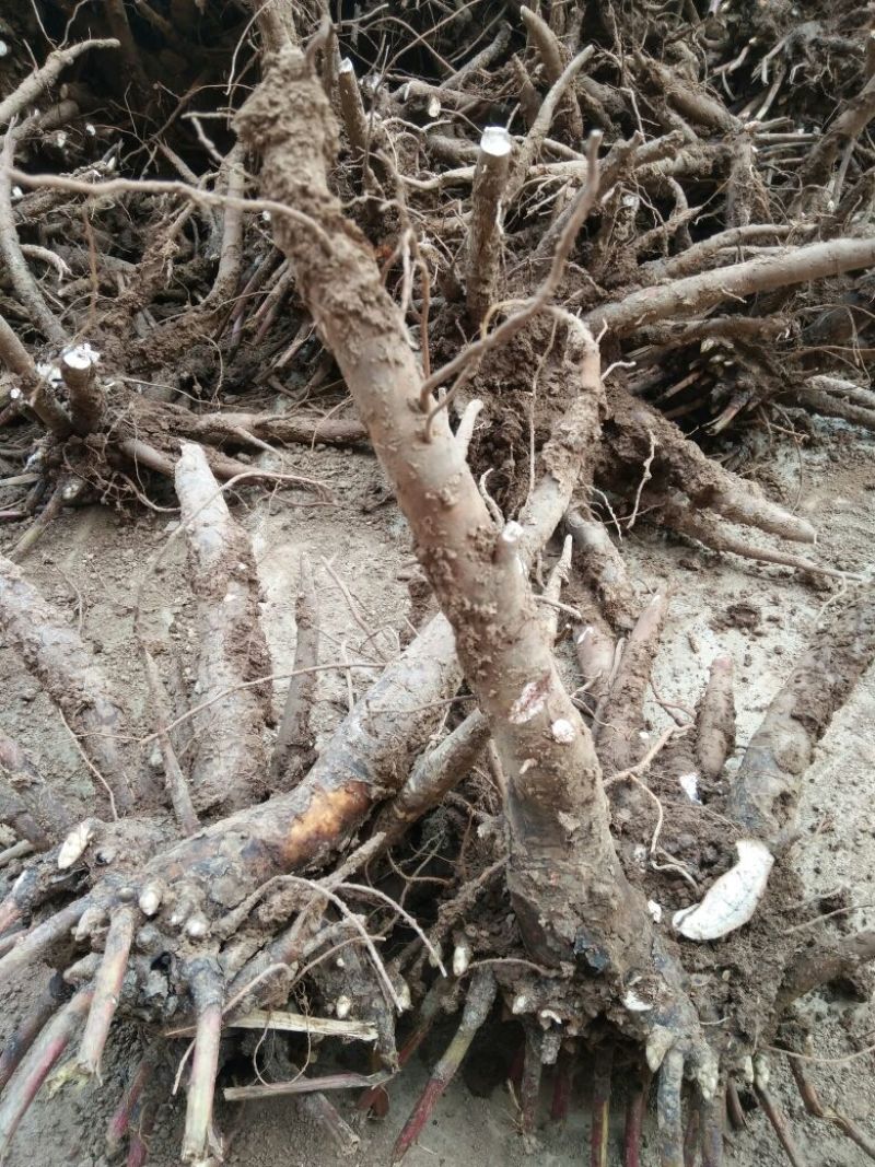 白芍苗子赤芍苗子规格齐全基地直供包回收