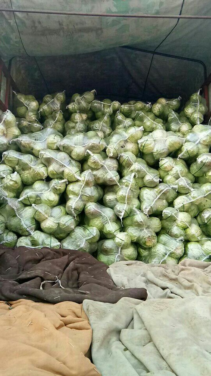 精品圆包菜湖北产地直供一手货源可供全国进店联系