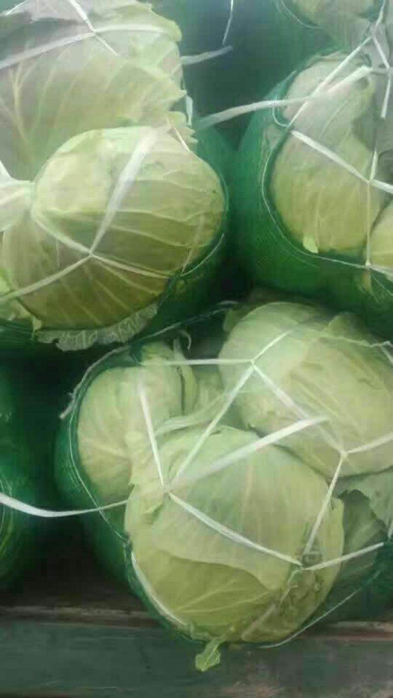 精品圆包菜湖北产地直供一手货源可供全国进店联系