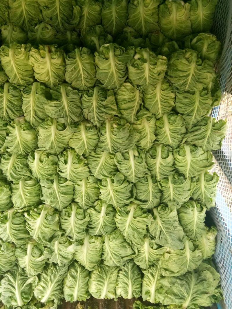 精品圆包菜湖北产地直供一手货源可供全国进店联系