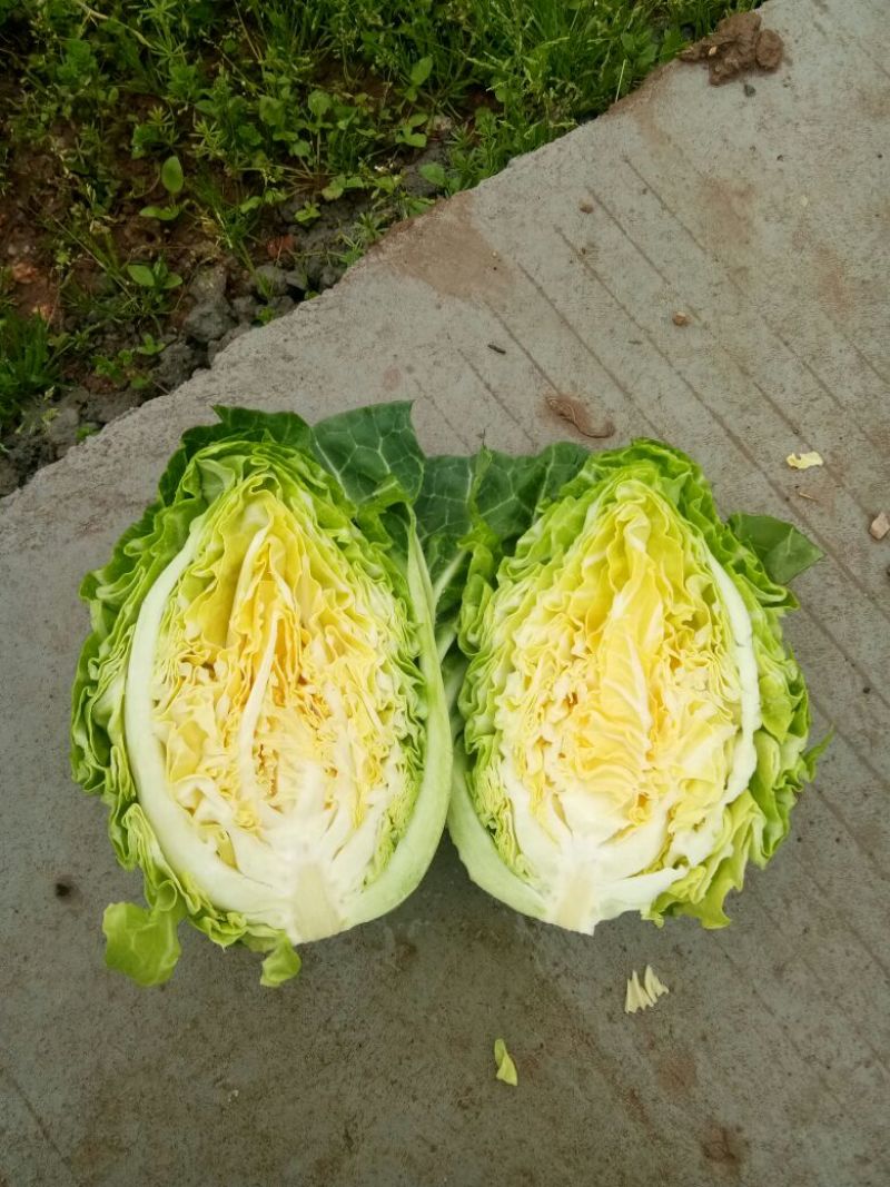 精品圆包菜湖北产地直供一手货源可供全国进店联系