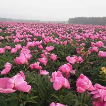 白芍苗子赤芍苗子规格齐全基地直供包回收