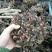 白芍苗子赤芍苗子规格齐全基地直供包回收