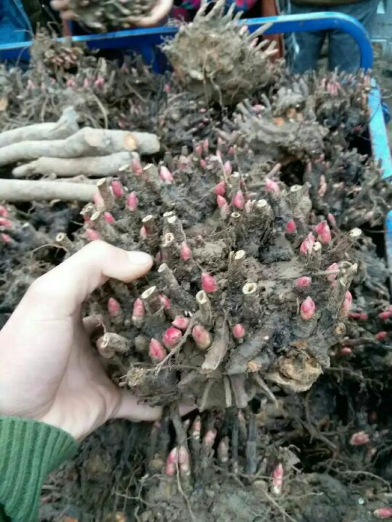 白芍苗子赤芍苗子规格齐全基地直供包回收
