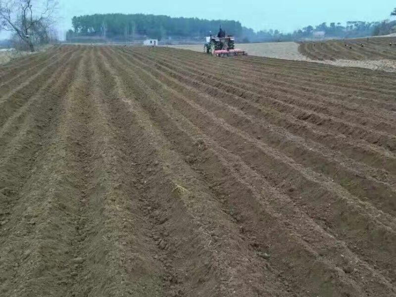 白芍苗子赤芍苗子规格齐全基地直供包回收