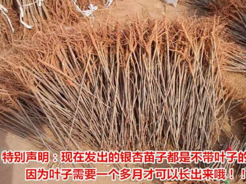 银杏苗银杏小苗白果苗白果树白果树苗农户现挖苗