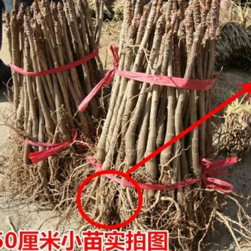 银杏苗银杏小苗白果苗白果树白果树苗农户现挖苗