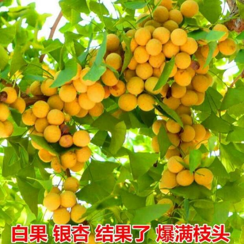 银杏苗银杏小苗白果苗白果树白果树苗农户现挖苗