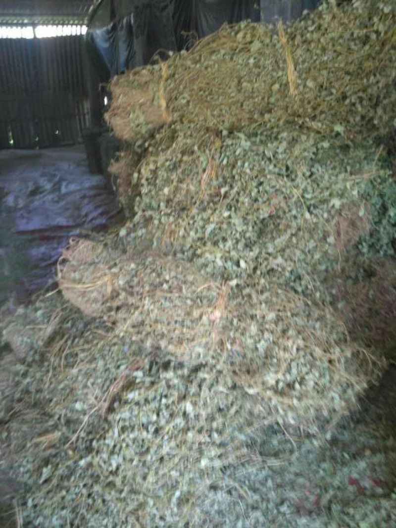 金钱草