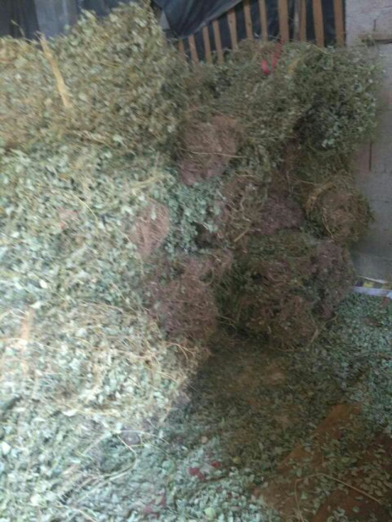 金钱草