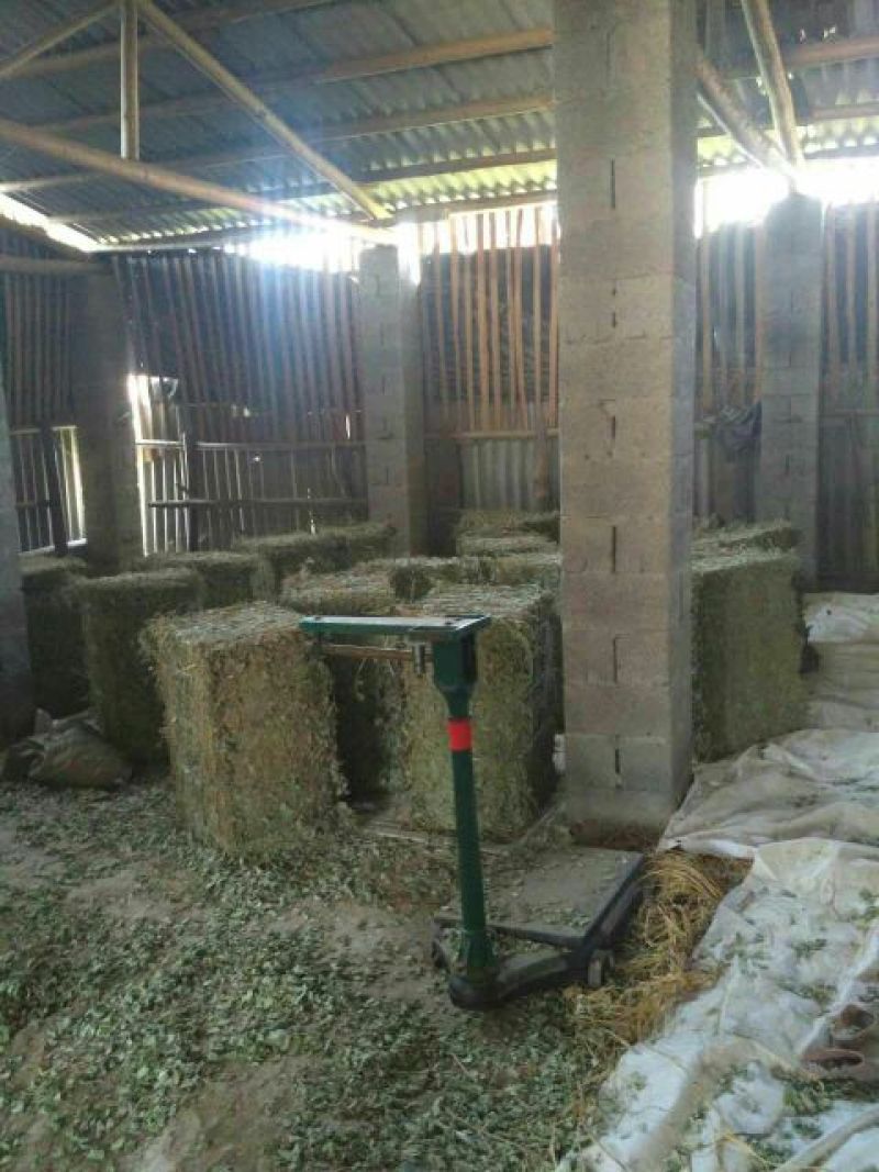 金钱草