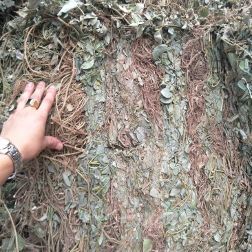 金钱草