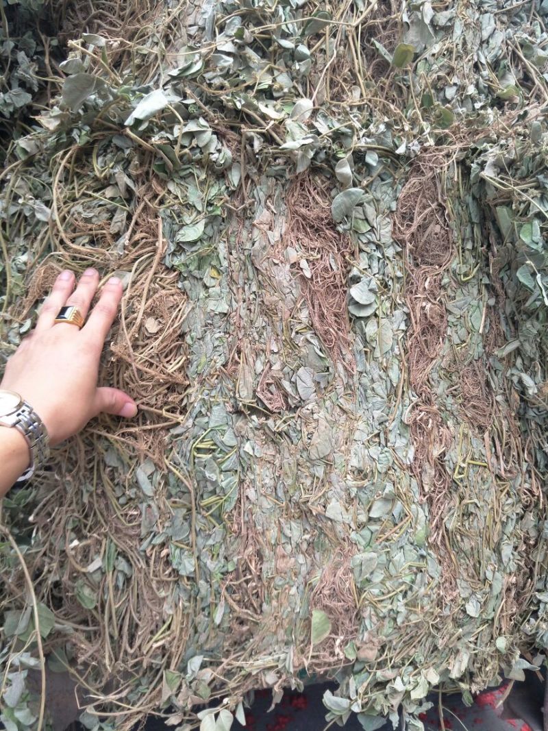 金钱草