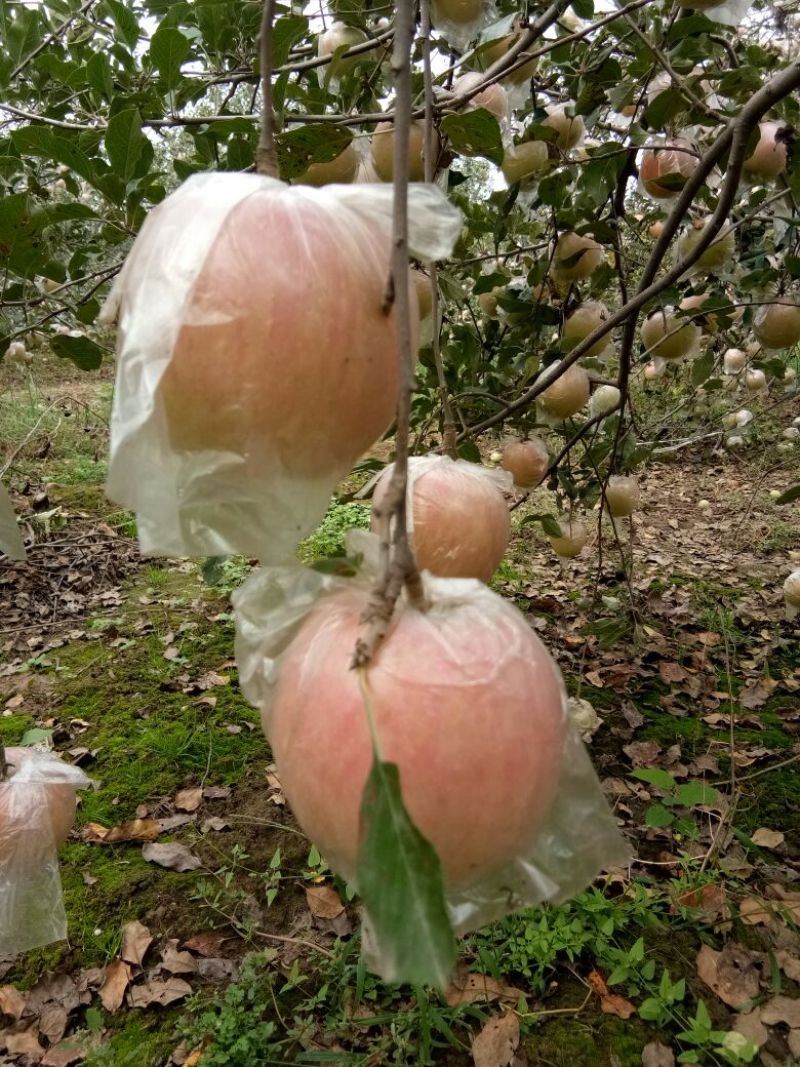 红富士苹果80mm以上膜袋