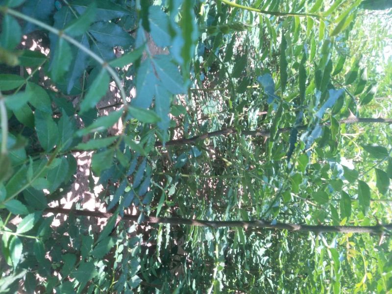 花椒苗大量供应，花椒苗大红袍狮子头品种，价格优惠