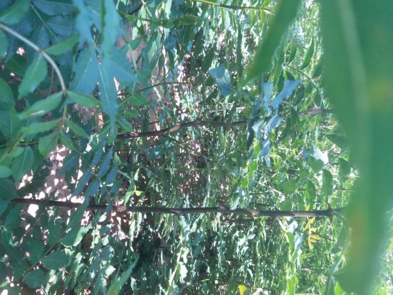 花椒苗大量供应，花椒苗大红袍狮子头品种，价格优惠