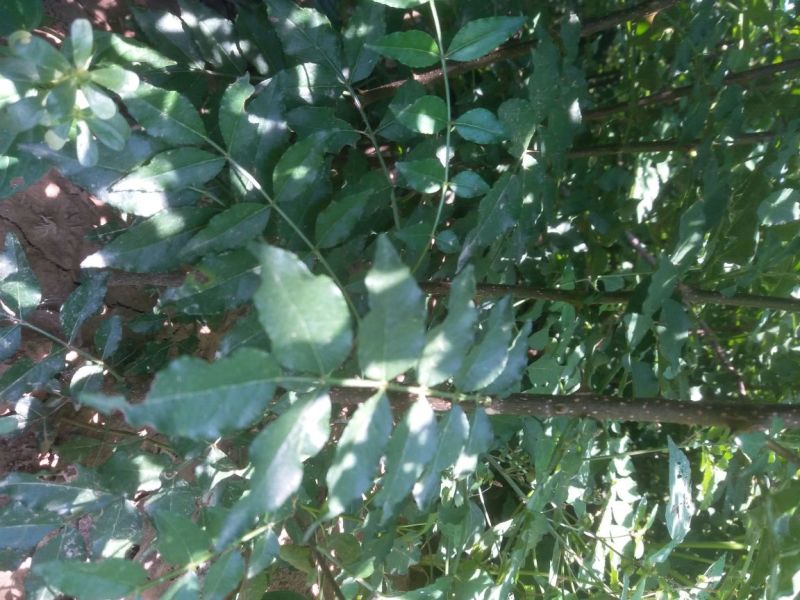 花椒苗大量供应，花椒苗大红袍狮子头品种，价格优惠