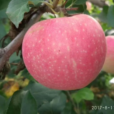 红富士苹果80mm以上膜袋
