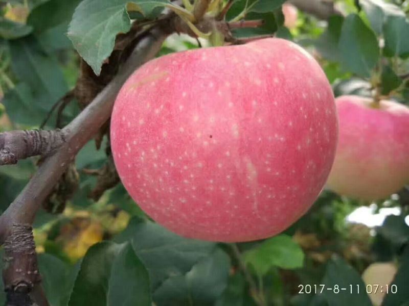 红富士苹果80mm以上膜袋