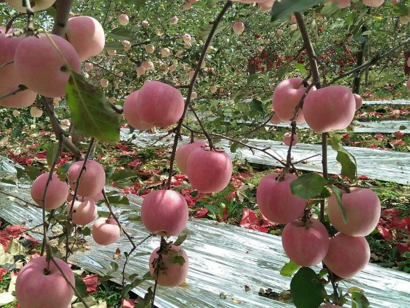 红富士苹果80mm以上膜袋