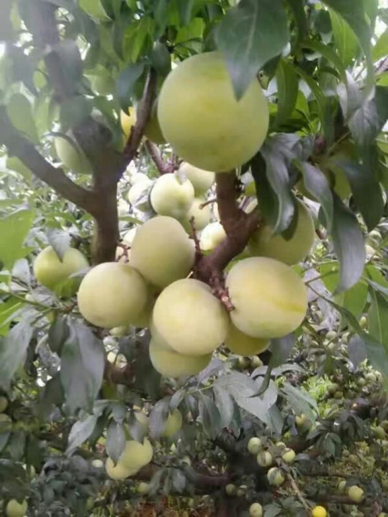 蜂糖李子苗50~100cm