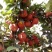 晚秋黄梨350~400g膜袋