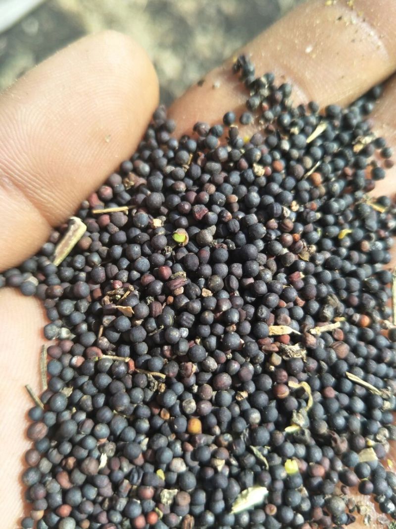油菜籽
