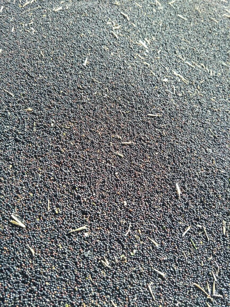 油菜籽