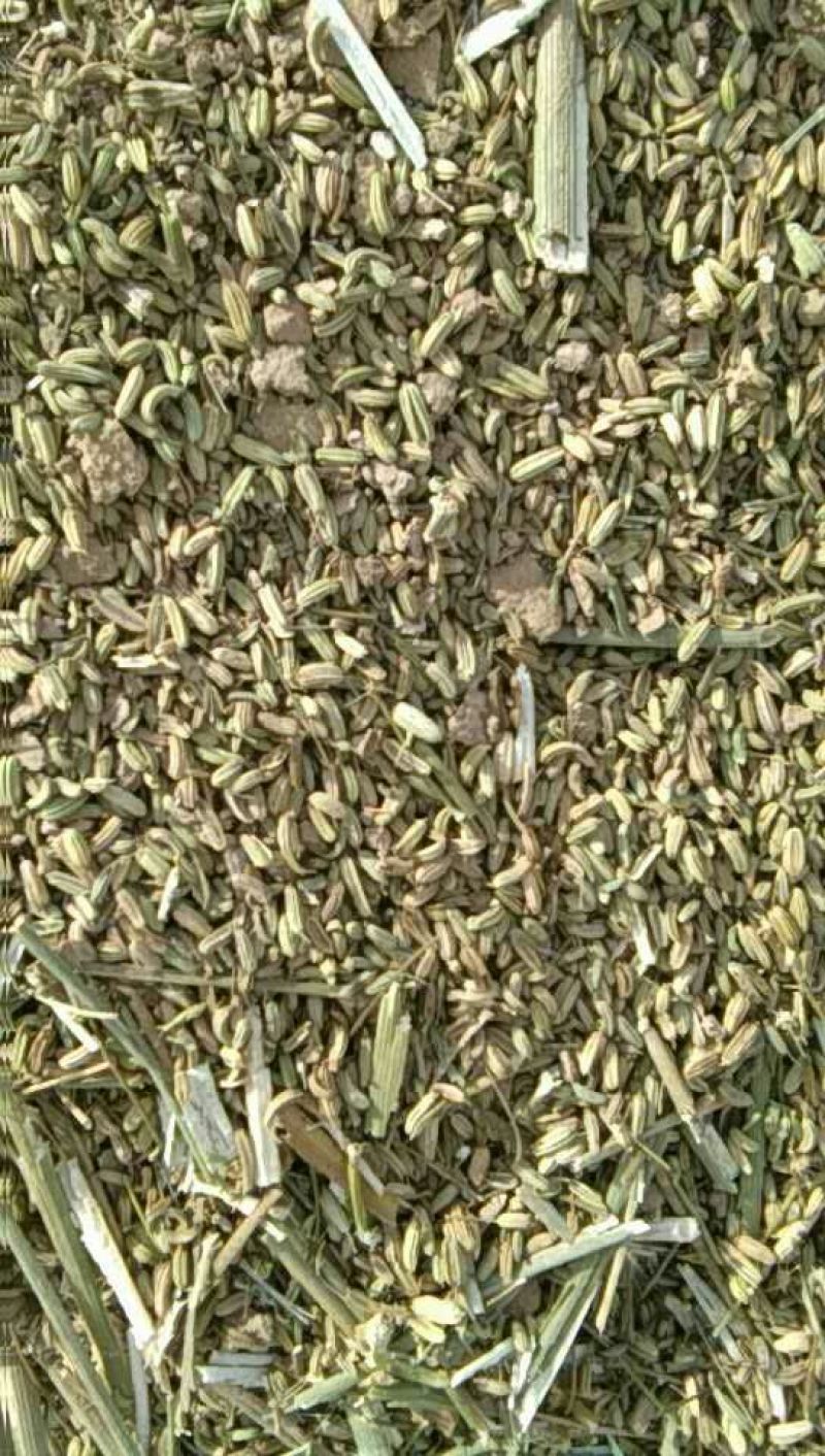 茴香籽