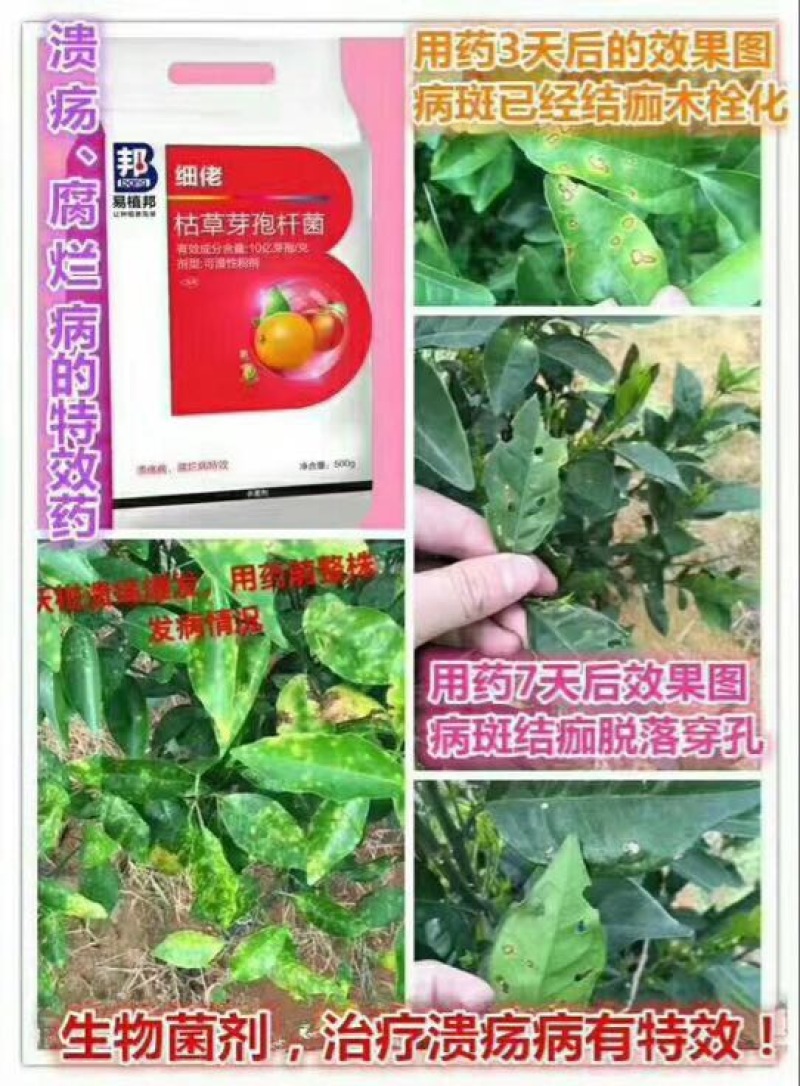 优质沃柑苗30~50cm优质沃柑苗30~50cm优质
