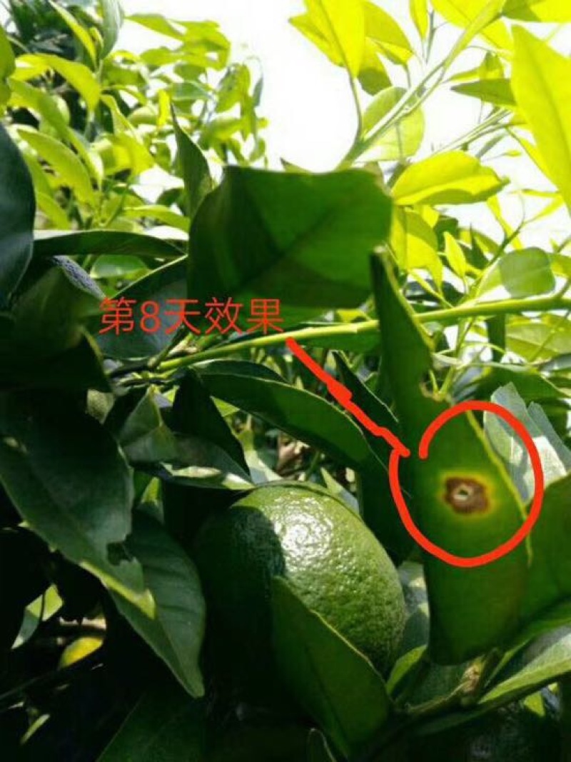 优质沃柑苗30~50cm优质沃柑苗30~50cm优质