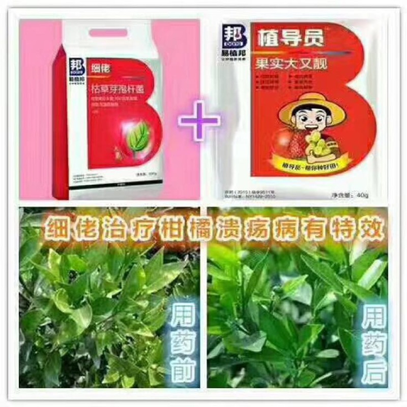 优质沃柑苗30~50cm优质沃柑苗30~50cm优质