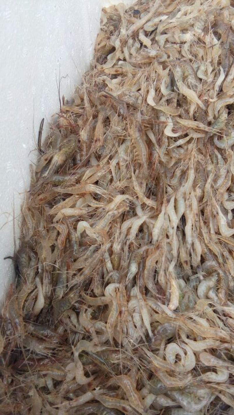 河虾冰鲜虾26~30只/kg