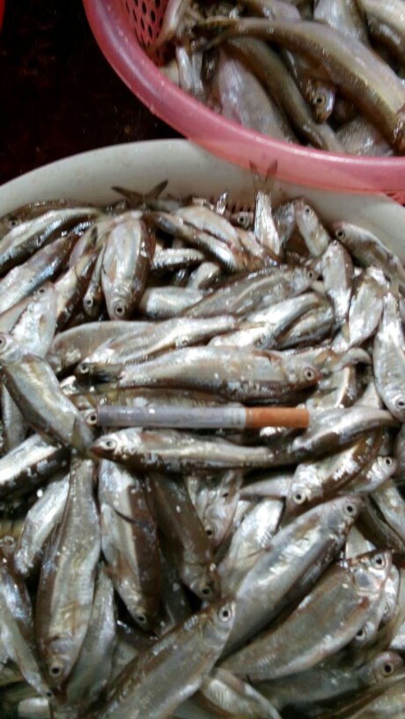 河虾冰鲜虾26~30只/kg