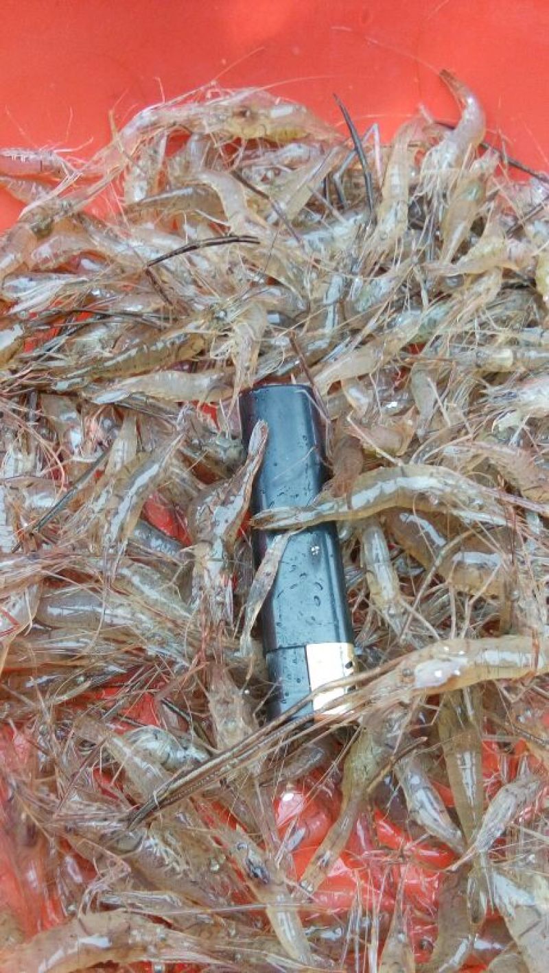 河虾冰鲜虾26~30只/kg